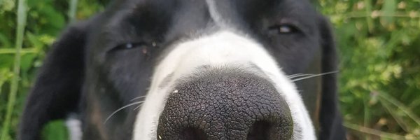 artemiskoum Profile Banner
