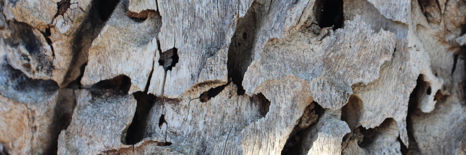 LIFE MycoRestore banner