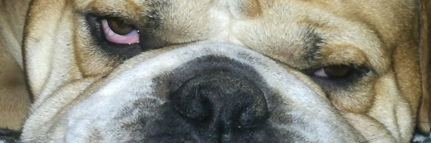 CartonRoland's profile banner image