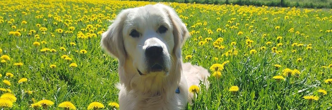 LSDan 🏴‍☠️ banner