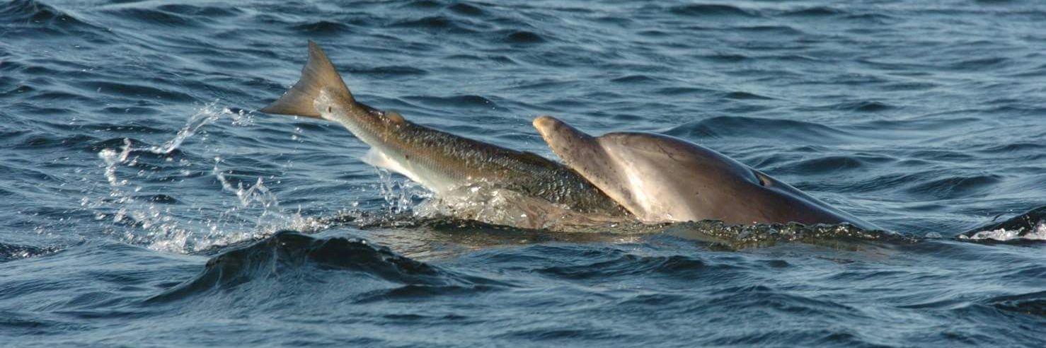 dolphinpix's profile banner image