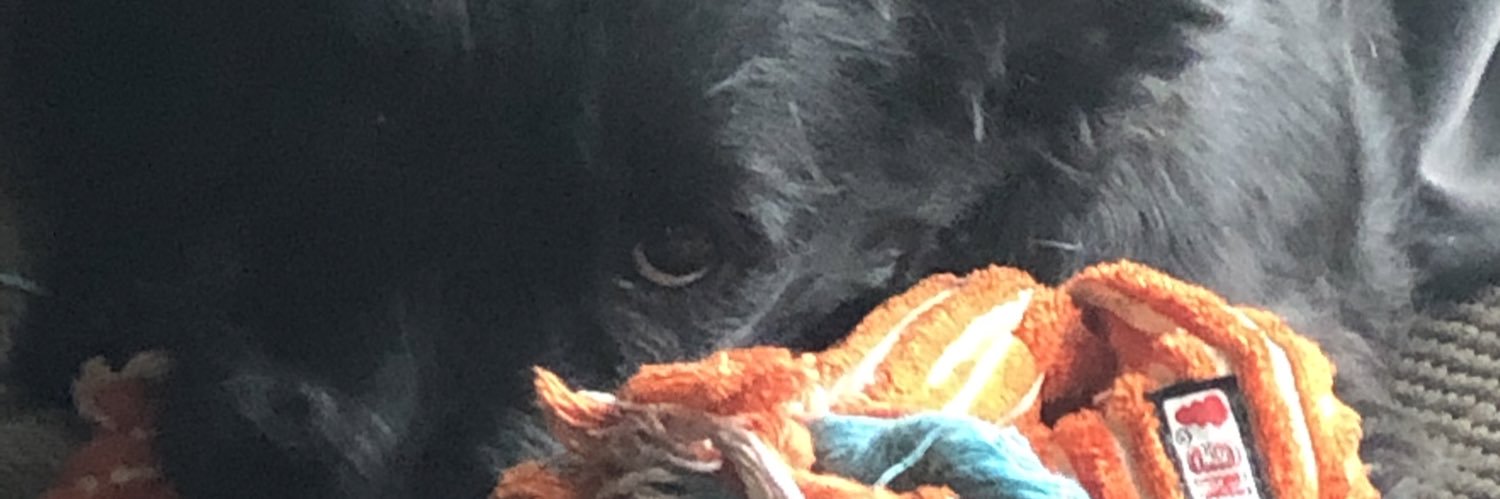 crockyard's profile banner image