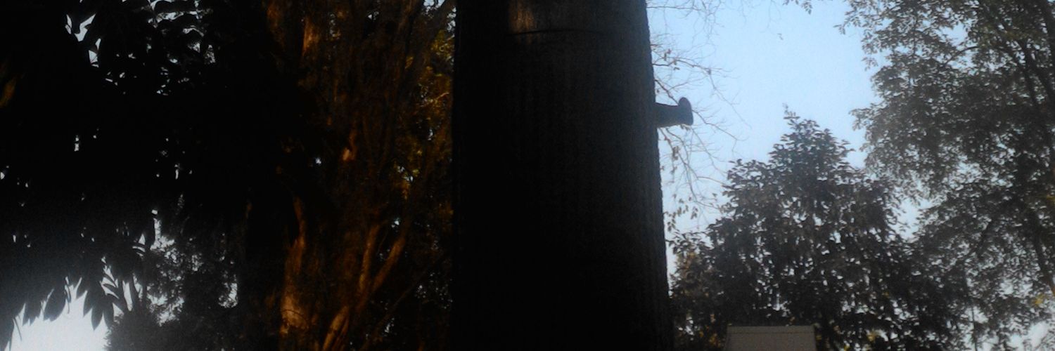 dody_s's profile banner image