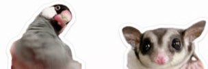 tzr banner