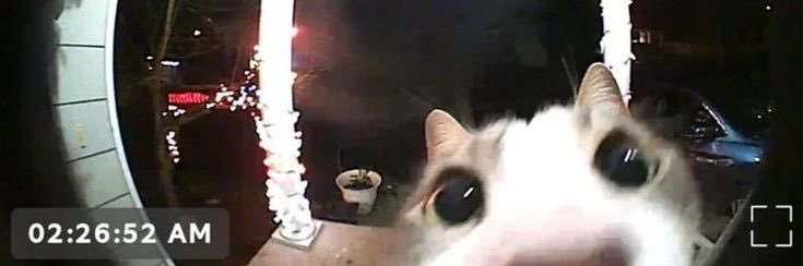 Charlie :D suckling on Evan Buckleys boobs banner