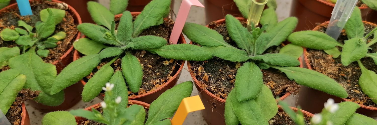 Eugenia Pitsili banner