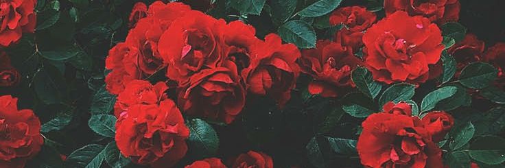 turturuuu banner