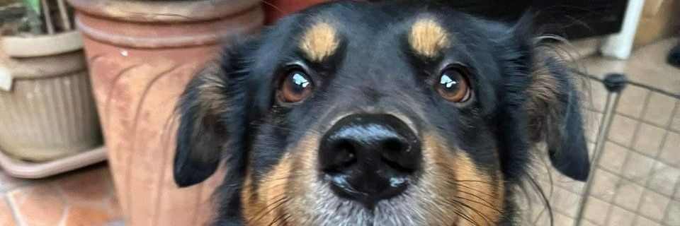 ALtikitiki's profile banner image