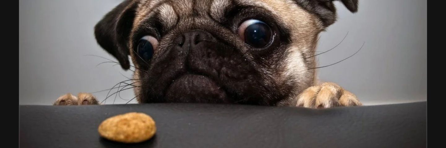 nothinbutafiend's profile banner image