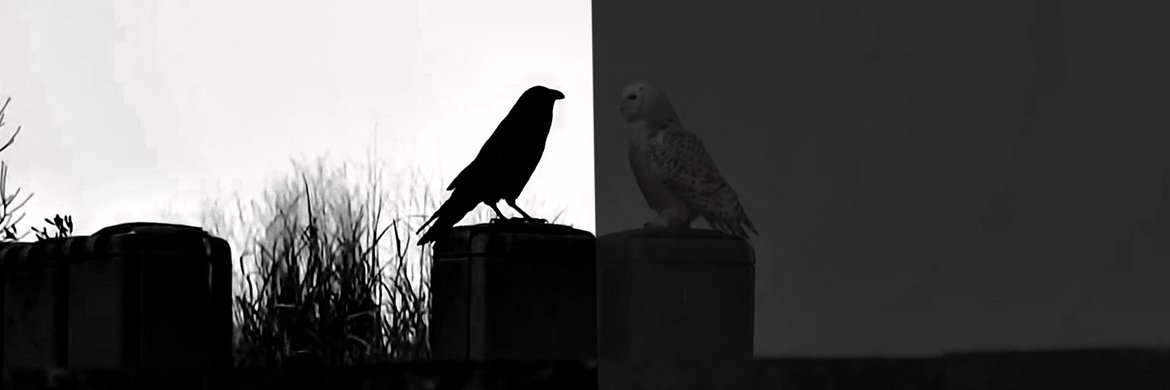 Bumble Bre :( banner