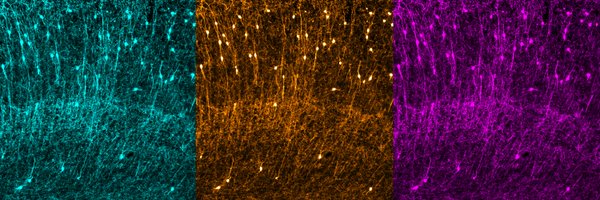 DVogtLab Profile Banner