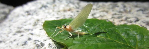 MAnthonybrowne Profile Banner