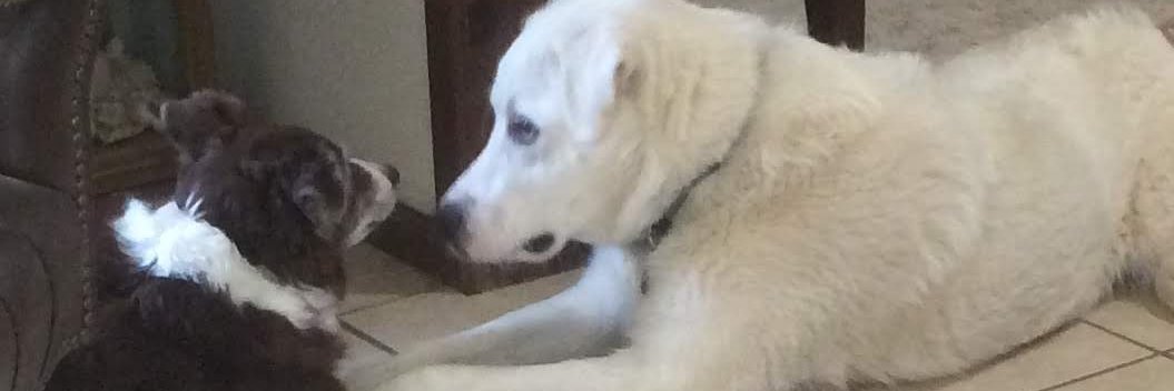 Julie 🇺🇸 🇺🇦 banner