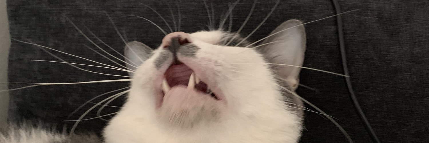 catzoniaLIVE's profile banner image