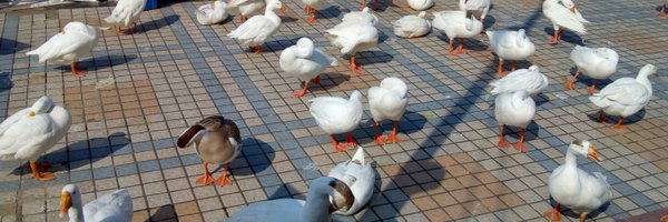 TheGauravKedia Profile Banner