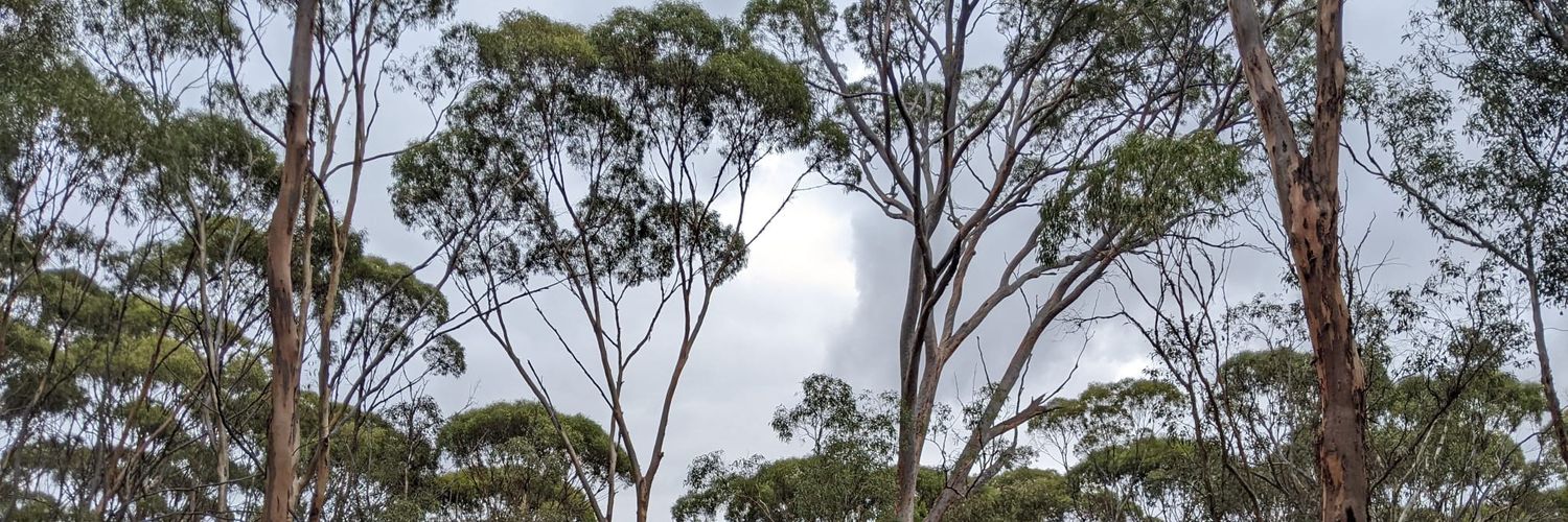 Haylee D'Agui banner