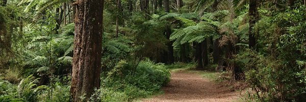 zea_wolfe Profile Banner