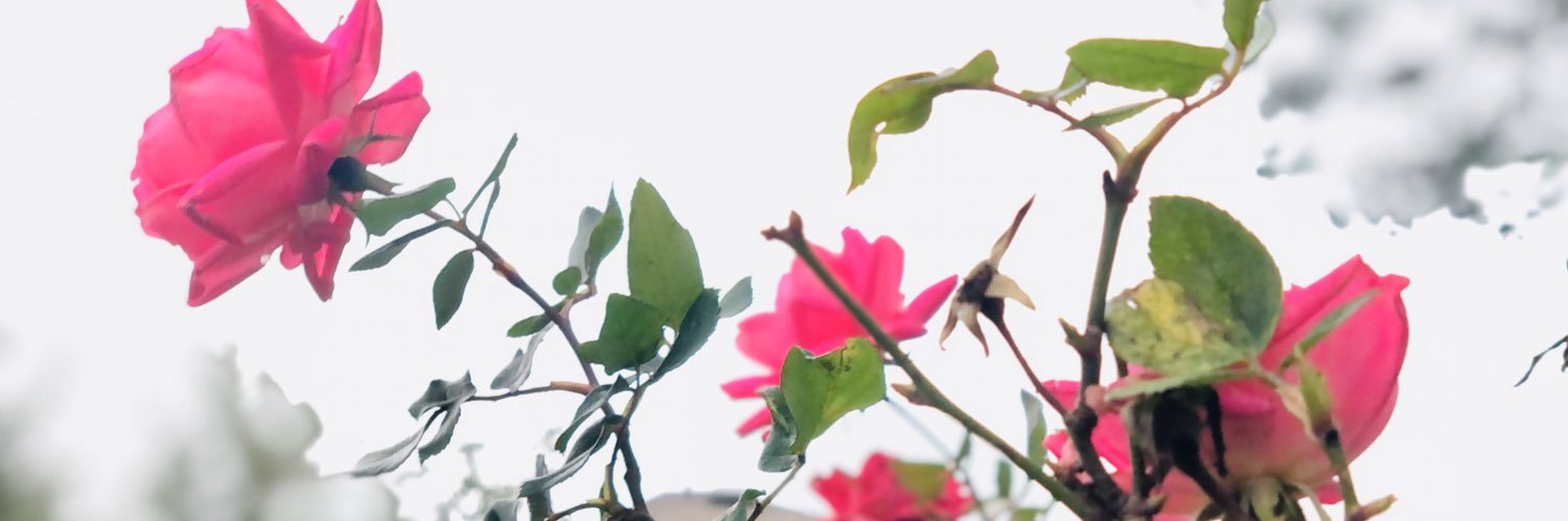 lockrocks75's profile banner image