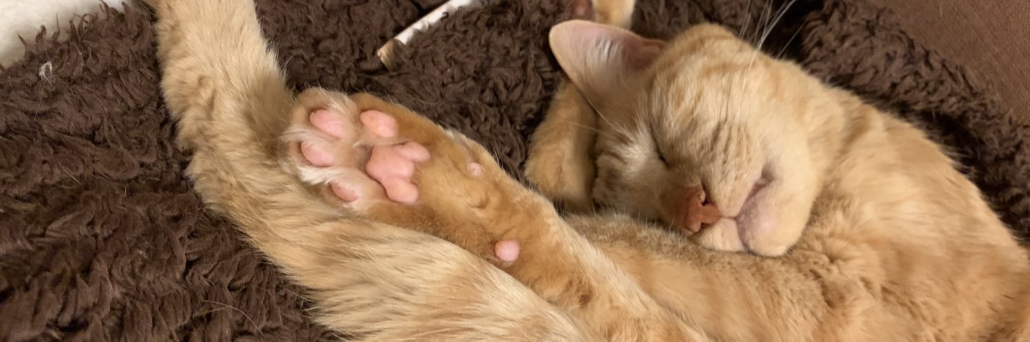 肉球🐾's banner