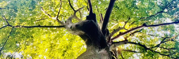 Fanny_DSJ Profile Banner