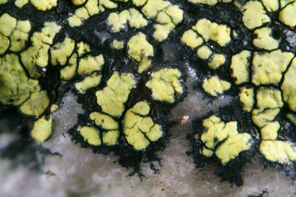IrishLichens's profile banner image