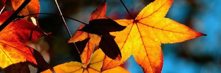 eneatius's profile banner image