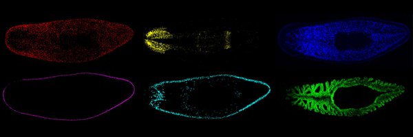 StowersMicro Profile Banner