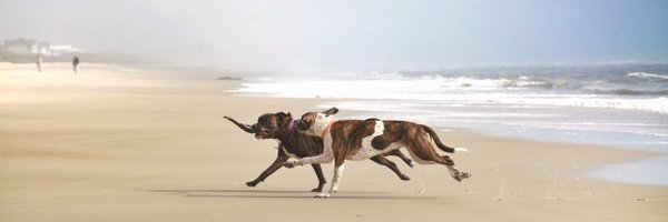 CyndeeMroz Profile Banner