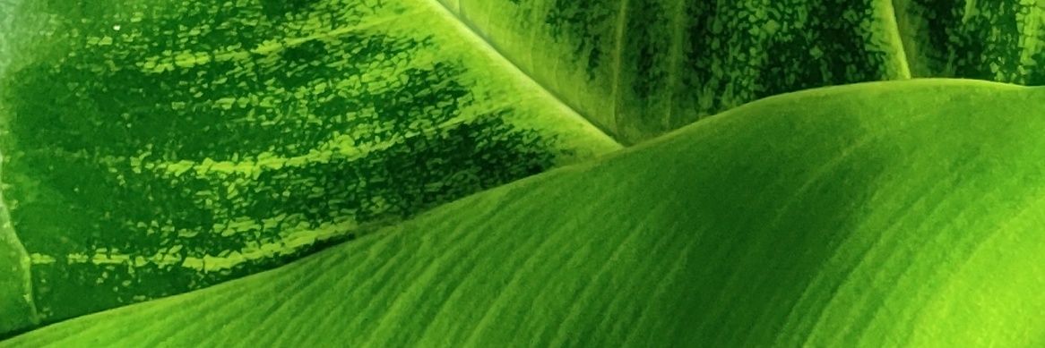 boed_sho's profile banner image