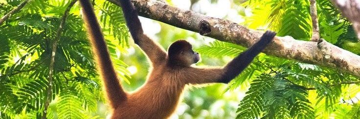 Monkey Boy banner
