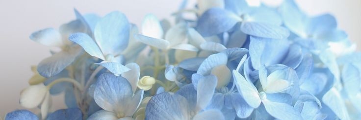 thuy950907's profile banner image