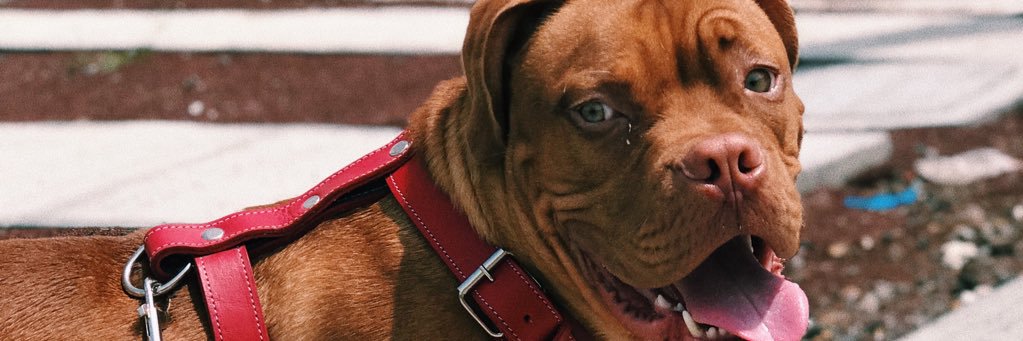 SaulSanchezZ's profile banner image