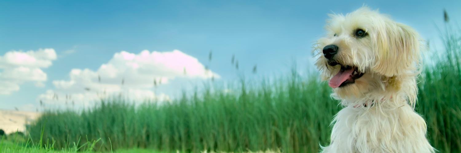 AskDKLive's profile banner image