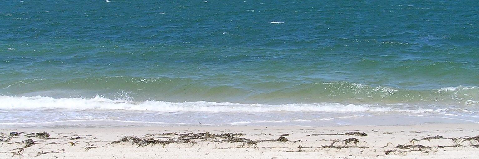 Prof Maree Teesson AC banner