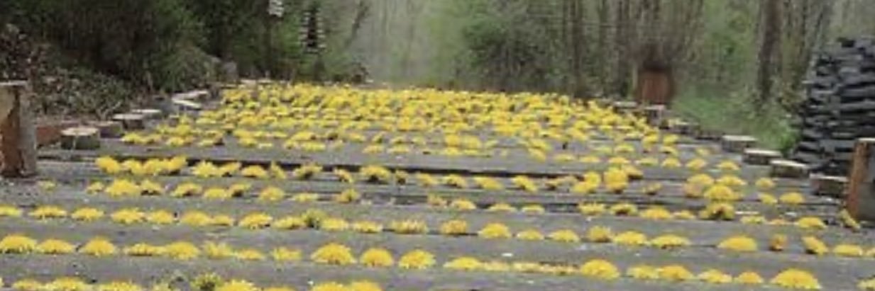 روووح🎵 banner