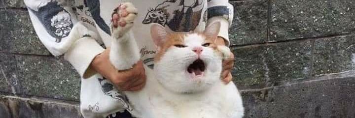 อิต่วม แมวตุ๊ด🐱 banner