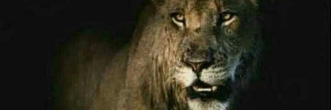 vips_lion's profile banner image