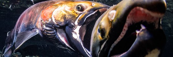 GoldfishSpace Profile Banner