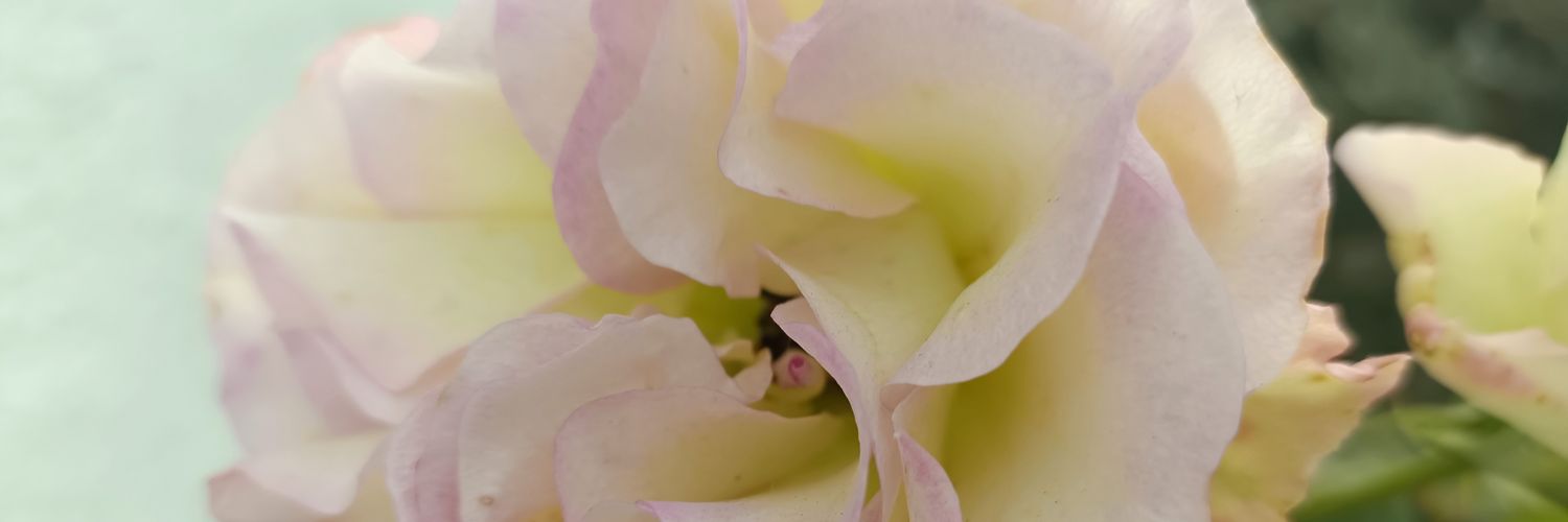 Forever78287861's profile banner image