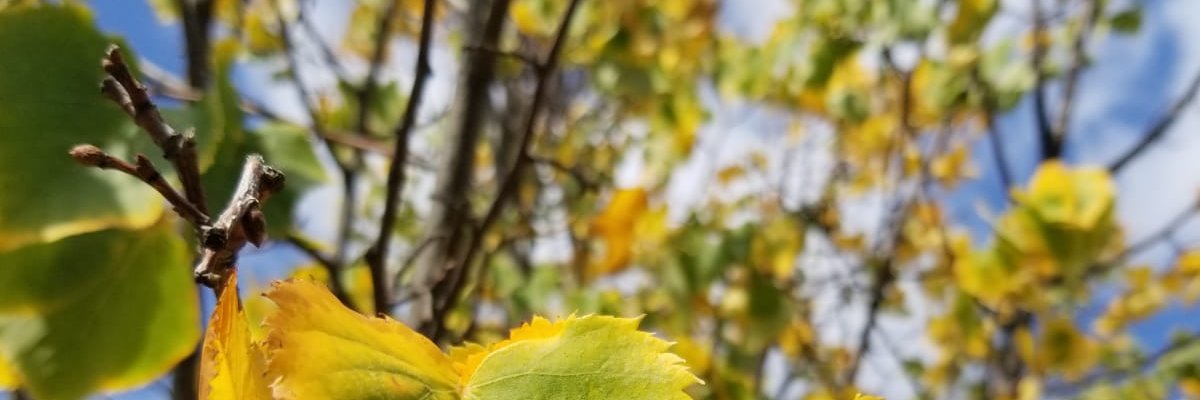 camufarf's profile banner image