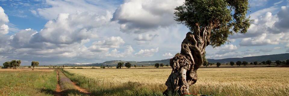g_minervini's profile banner image
