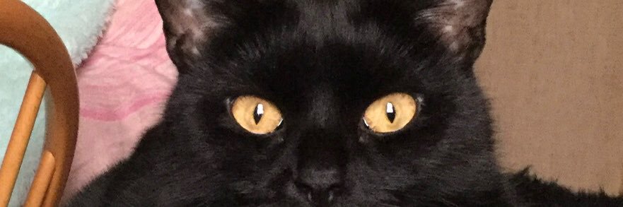 tinyroni2's profile banner image