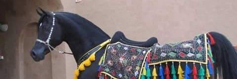 CARLOSVHM's profile banner image