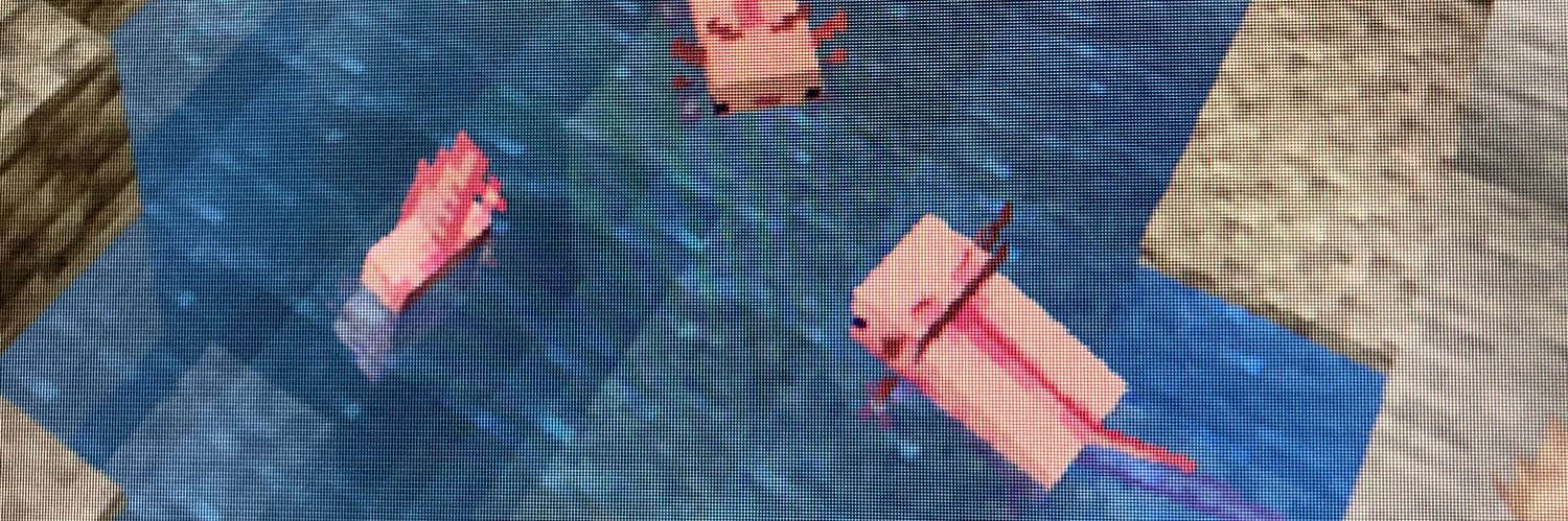 s y l banner