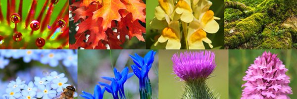 BUCBotany Profile Banner