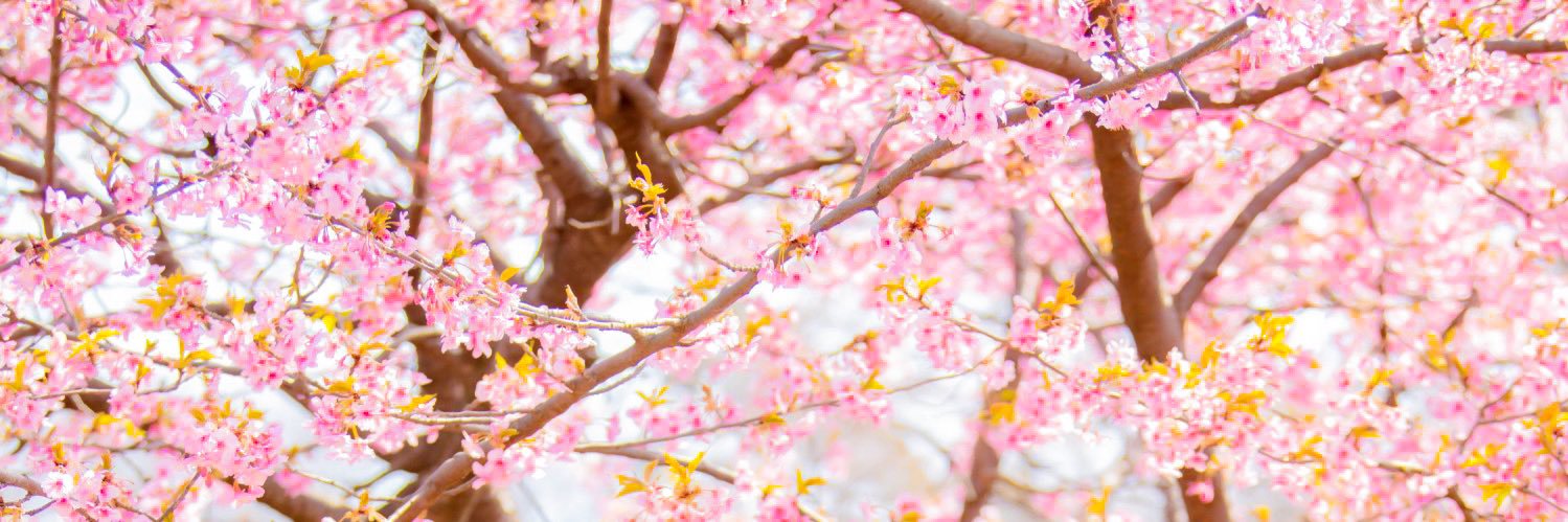 さくら's banner