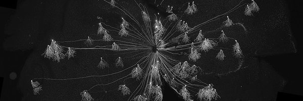 zoe_m_adams Profile Banner