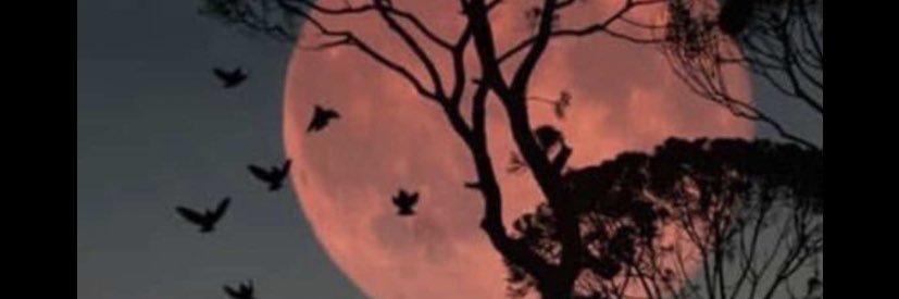 Azazeeh's profile banner image