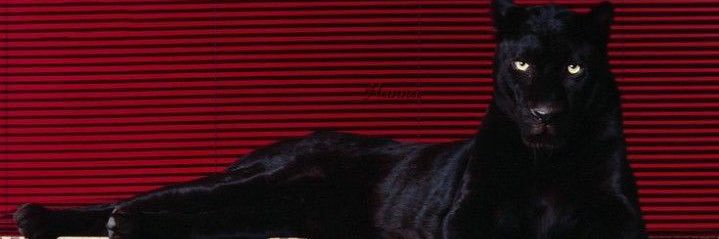 beybcito's profile banner image