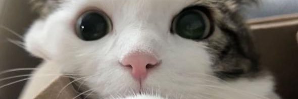 hoooman banner